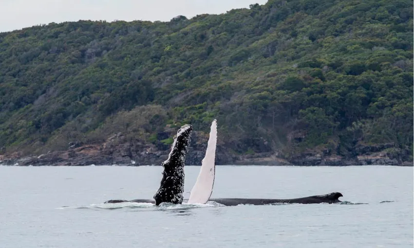 Noosa Whale Watching Cruise - Book Now | Experience Oz