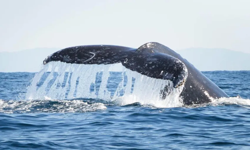 Noosa Whale Watching Cruise - Book Now | Experience Oz