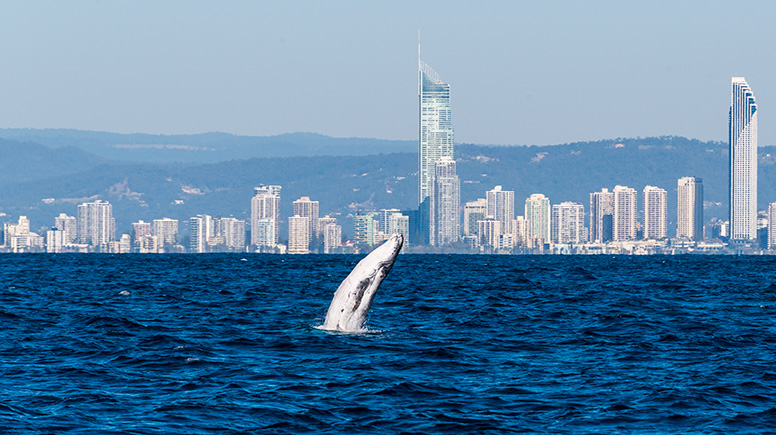 Whale Watching Cruise, 2.5 Hours - Main Beach, Gold Coast