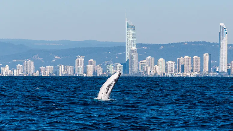 Whale Watching Cruise, 2.5 Hours - Main Beach, Gold Coast