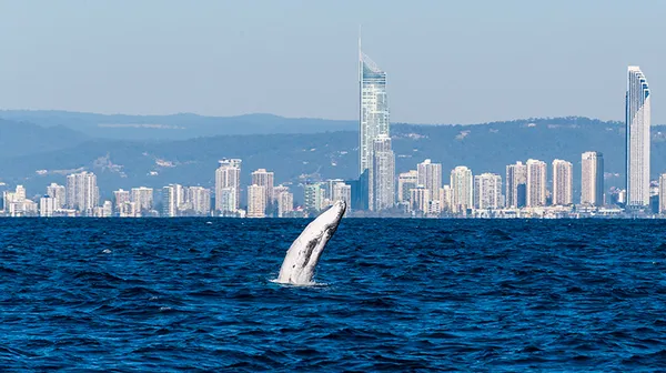 Whale Watching Cruise, 2.5 Hours - Main Beach, Gold Coast