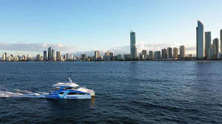 Whale Watching Cruise, 2.5 Hours - Main Beach, Gold Coast