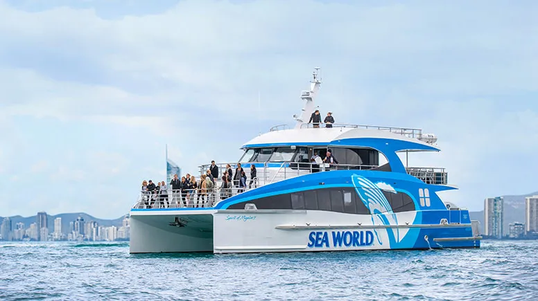 Whale Watching Cruise, 2.5 Hours - Main Beach, Gold Coast