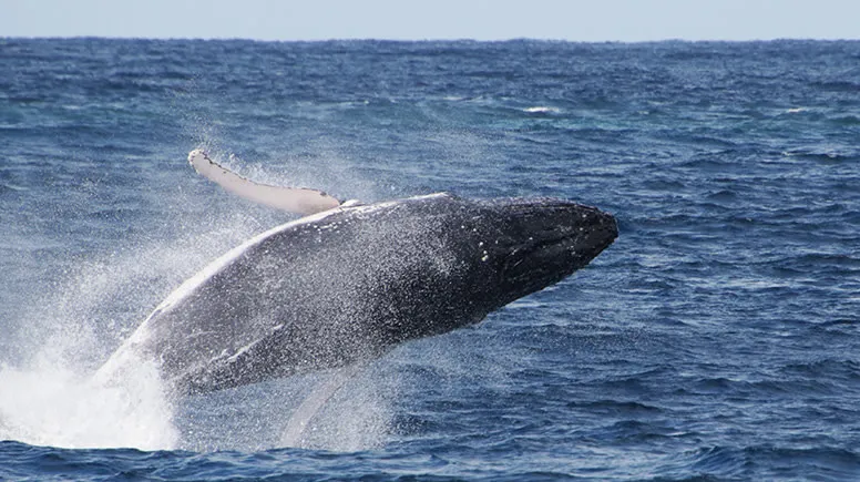 Whale Watching Cruise, 2.5 Hours - Main Beach, Gold Coast
