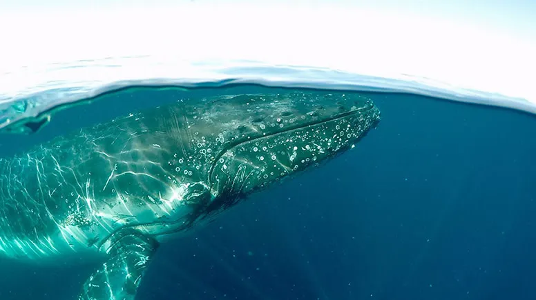 Whale Watching Cruise, 2.5 Hours - Main Beach, Gold Coast