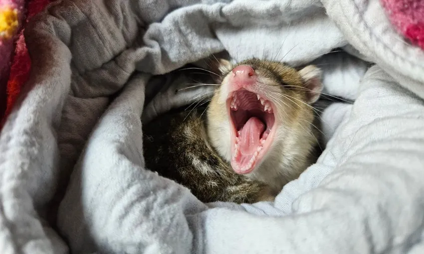 Devils Cradle Mountain Day Entry and Joey Encounter