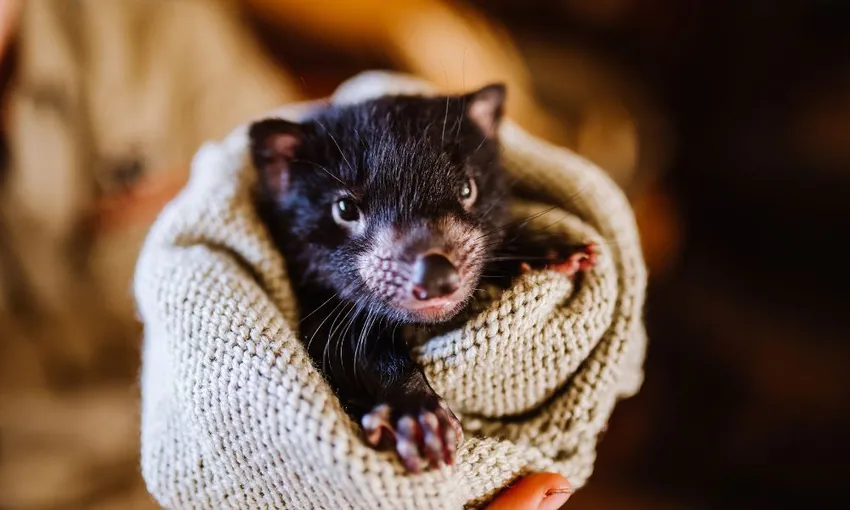 Devils Cradle Mountain Day Entry and Joey Encounter