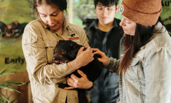 Devils Cradle Mountain Day Entry and Joey Encounter