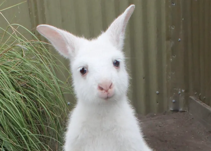 Maru Koala Park & Mini Golf Admission - Grantville, Melbourne