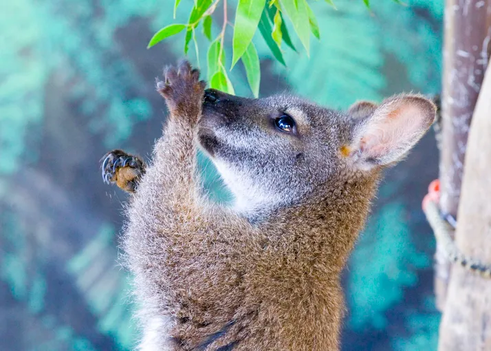 Maru Koala Park & Mini Golf Admission - Grantville, Melbourne