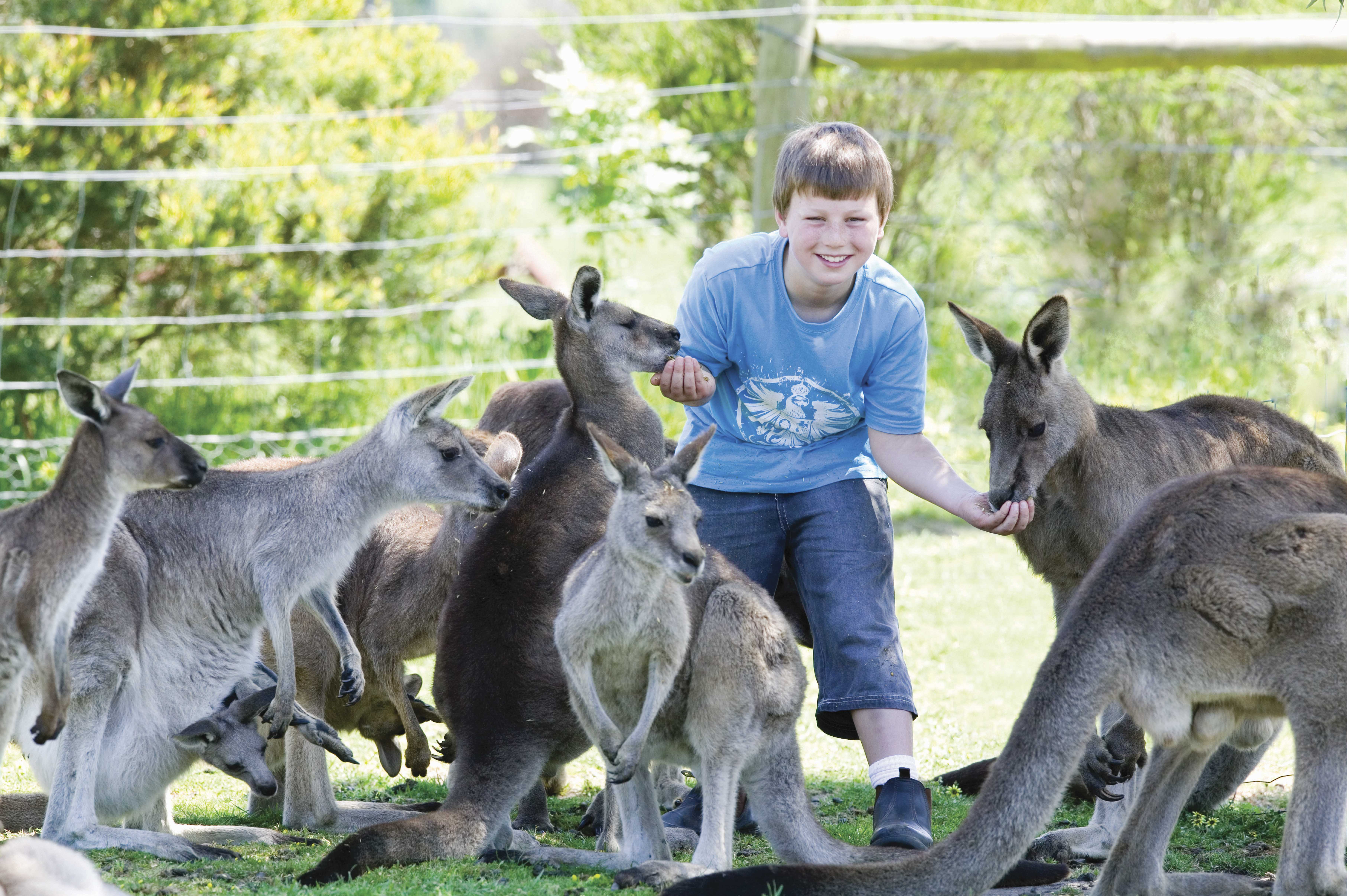 Maru Koala Park & Mini Golf Admission - Grantville, Melbourne