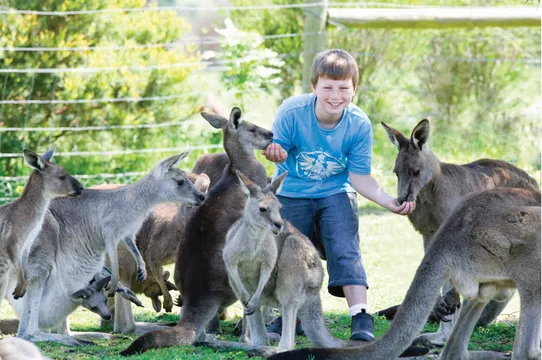 Maru Koala Park & Mini Golf Admission - Grantville, Melbourne