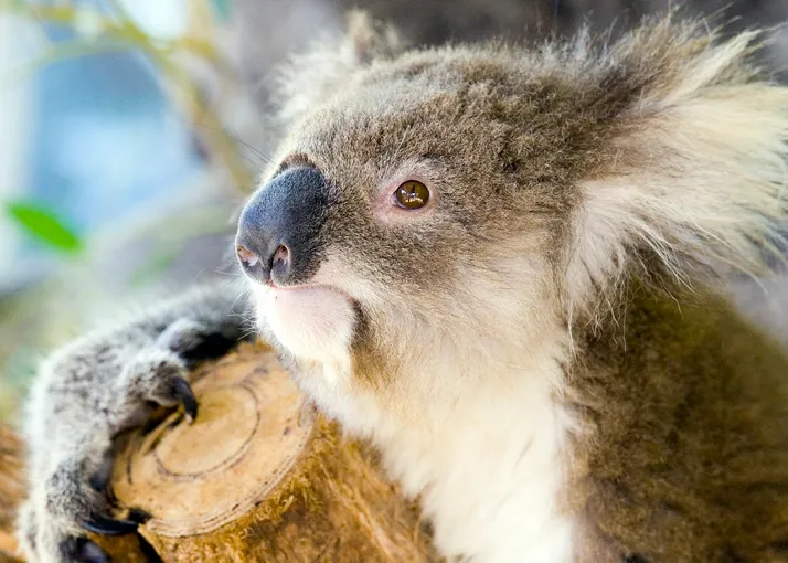 Maru Koala Park & Mini Golf Admission - Grantville, Melbourne