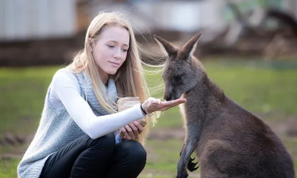 Bonorong Wildlife Sanctuary Daytime Feeding Tour