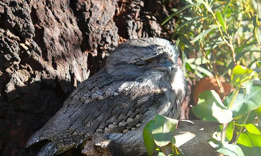 Bonorong Wildlife Sanctuary Daytime Feeding Tour