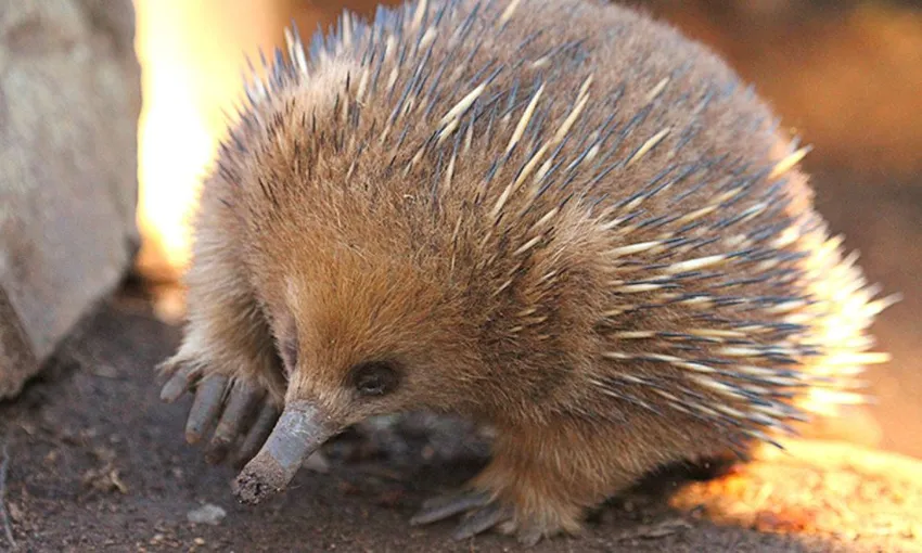 Bonorong Wildlife Sanctuary Daytime Feeding Tour 