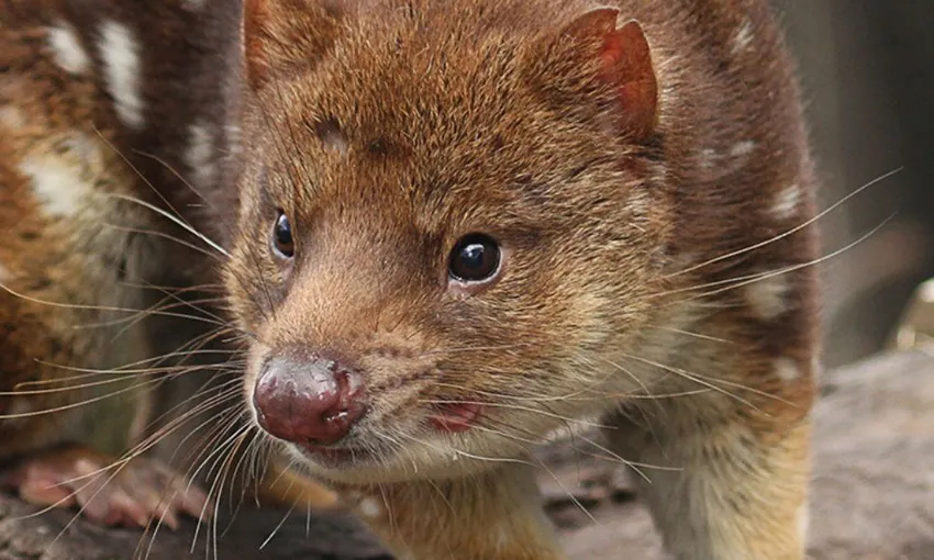 Bonorong Wildlife Sanctuary Daytime Feeding Tour 