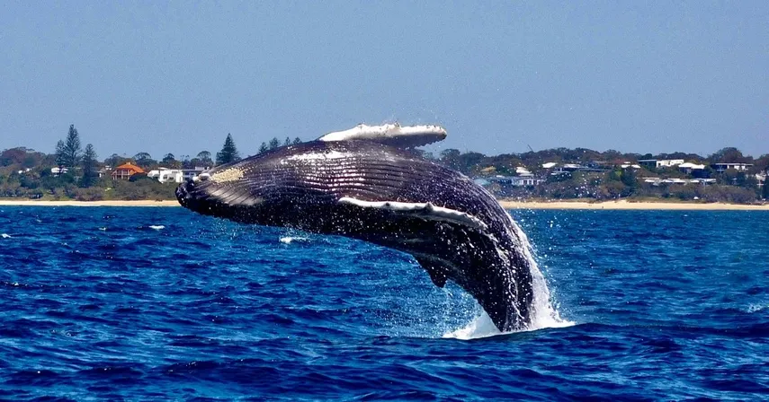 Sunshine Coast Whale Watching Cruise - 2 Hours