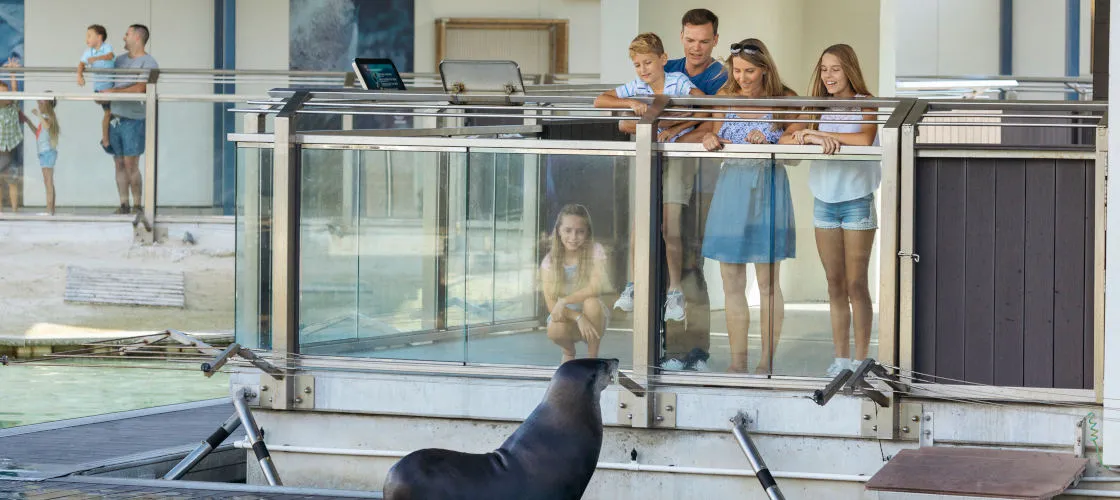 Sea World Seal Encounter - Book Now | Experience Oz-3