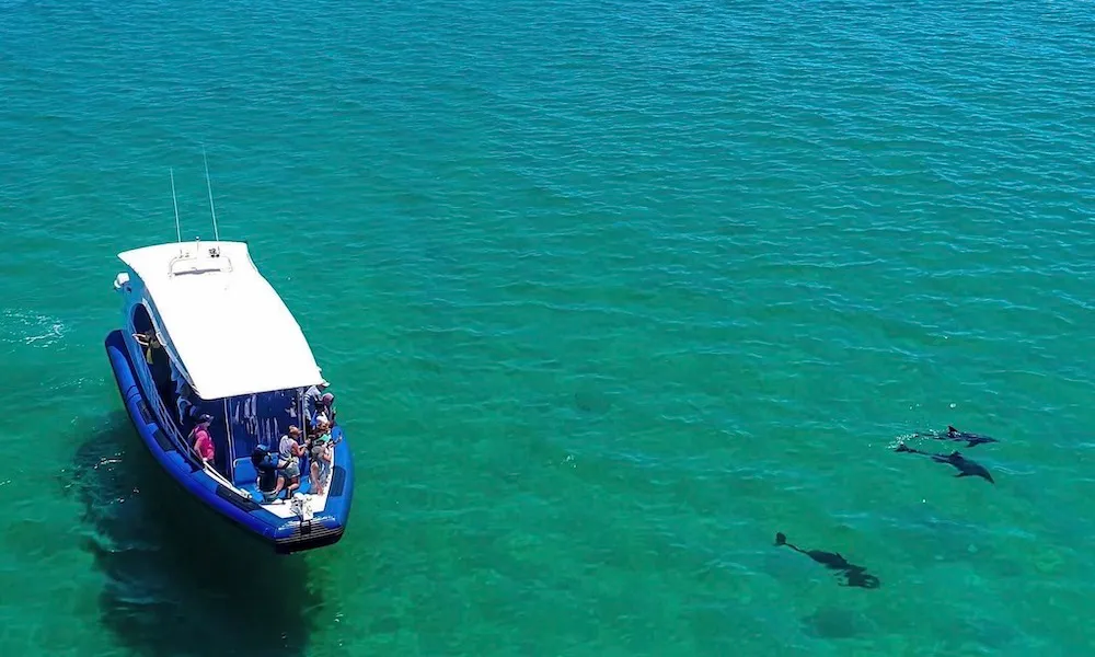 Penguin Island Dolphin Tours Perth | Experience Oz-2