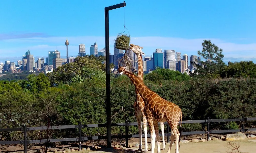Taronga Zoo Tickets Sydney - Buy Online Cheap | Experience Oz-1