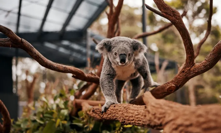 Taronga Zoo Tickets Sydney - Buy Online Cheap | Experience Oz
