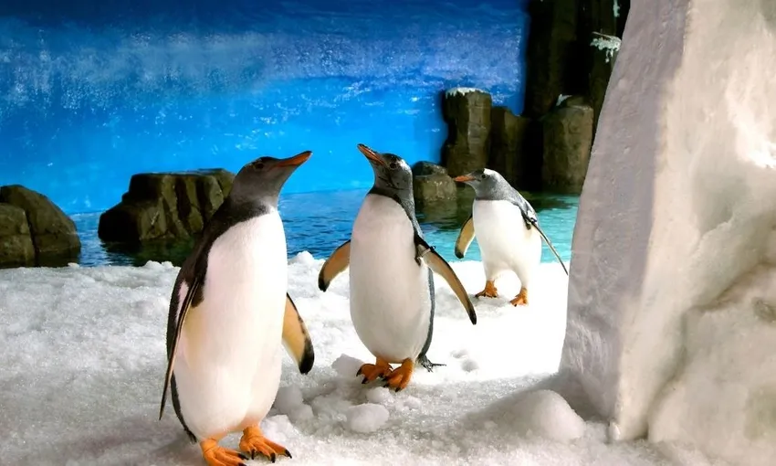 SEA LIFE & LEGOLAND Melbourne Big Tickets | Experience Oz