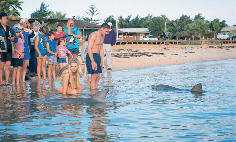 Perth Scenic Flight & Shark Bay Dolphin Tour, Full Day - For 2