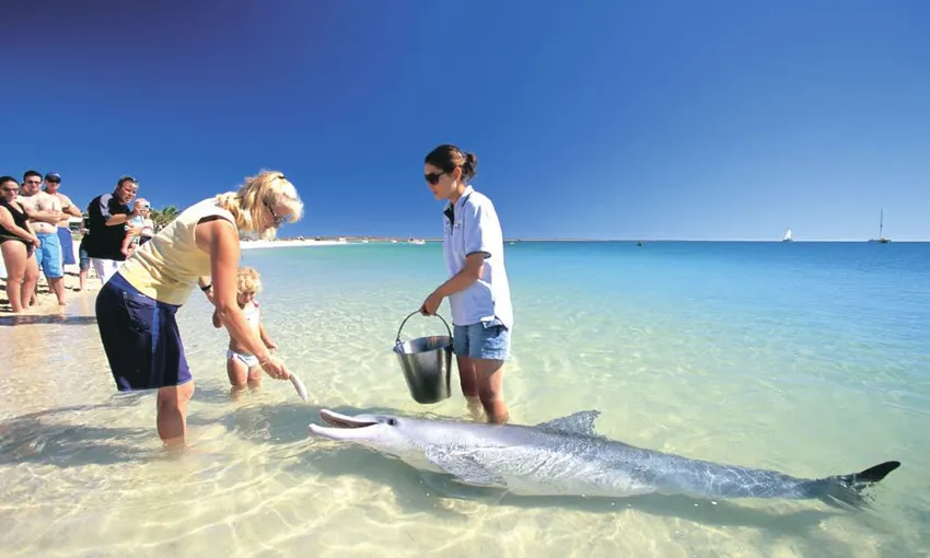 Perth Scenic Flight & Shark Bay Dolphin Tour, Full Day - For 2