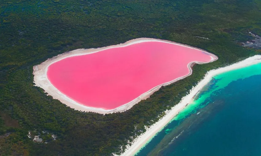 Perth Scenic Flight & Shark Bay Dolphin Tour, Full Day - For 2