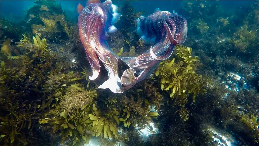 Snorkelling & Freediving Adventure, 2 Hours - Jervis Bay