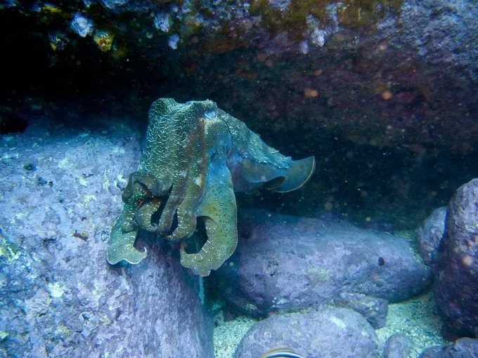 Snorkelling & Freediving Adventure, 2 Hours - Jervis Bay
