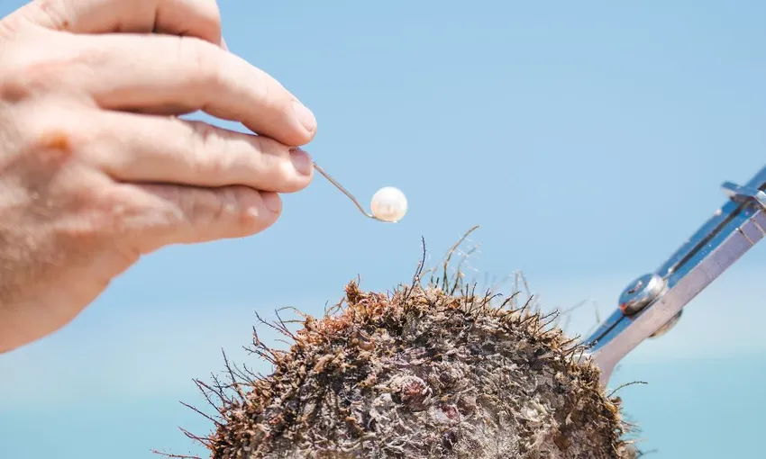 Pearls and Coast Scenic Flight & Pearl Farm Tour