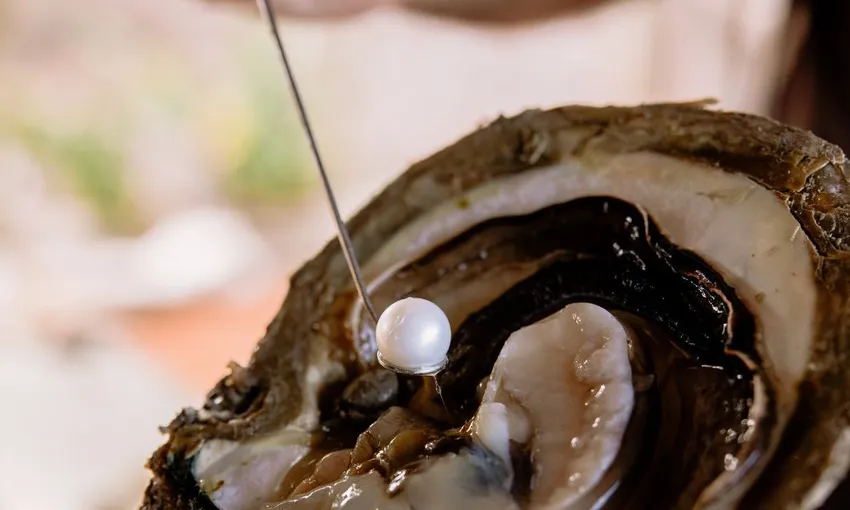 Pearls and Coast Scenic Flight & Pearl Farm Tour