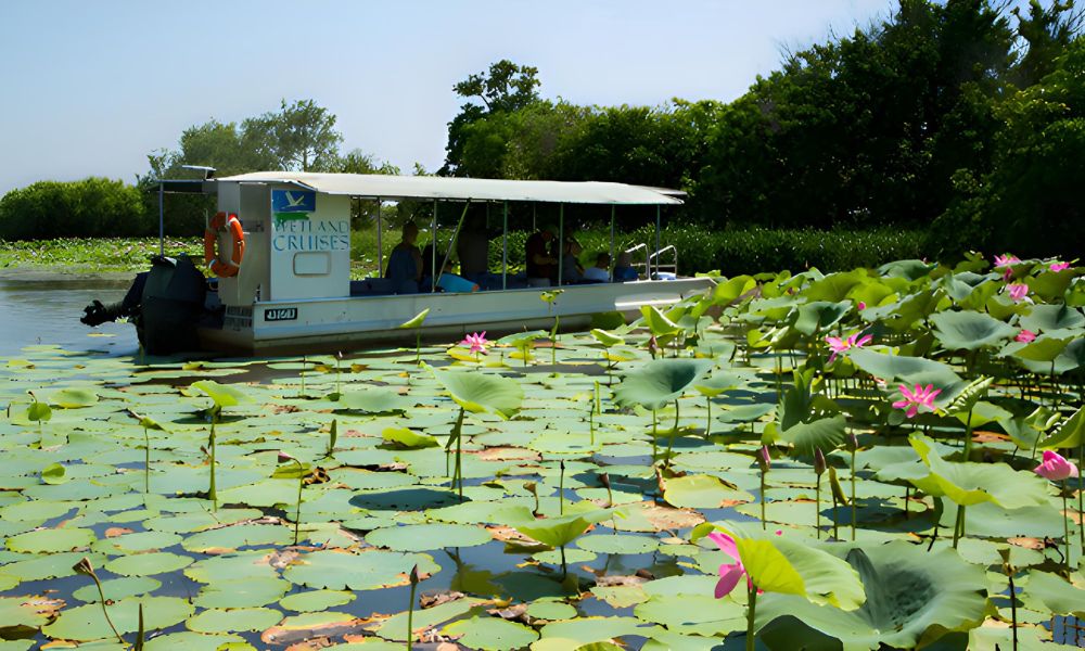 Wetland Wildlife Seasonal Sunrise Cruise, 2 Hours