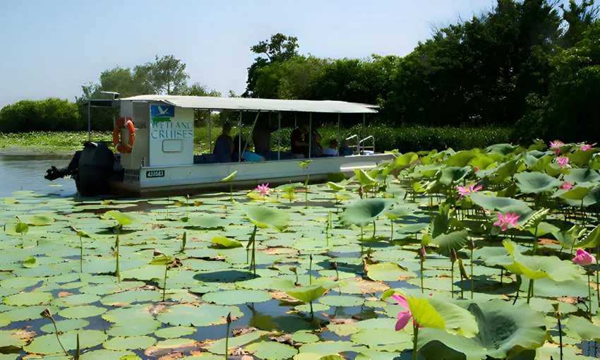 Wetland Wildlife Seasonal Sunrise Cruise, 2 Hours