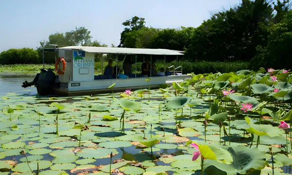 Wetland Wildlife Seasonal Sunrise Cruise, 2 Hours