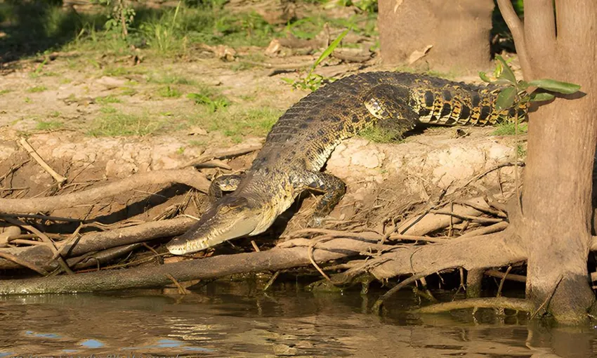 Wetland Wildlife Seasonal Sunrise Cruise, 2 Hours
