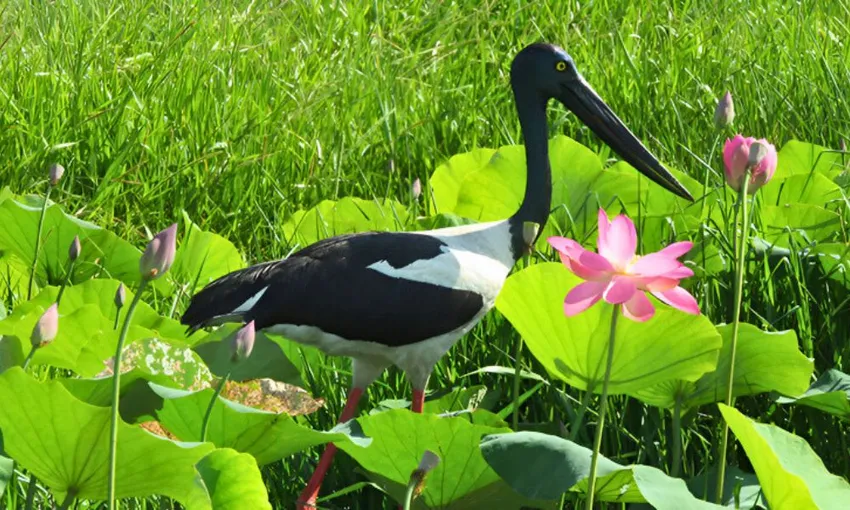 Wetland Wildlife Seasonal Sunrise Cruise, 2 Hours