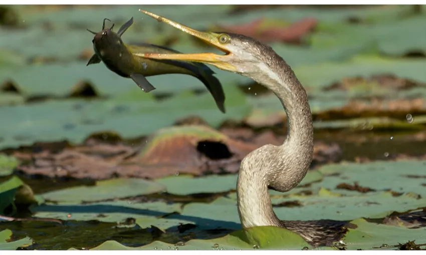 Wetland Wildlife Seasonal Sunrise Cruise, 2 Hours