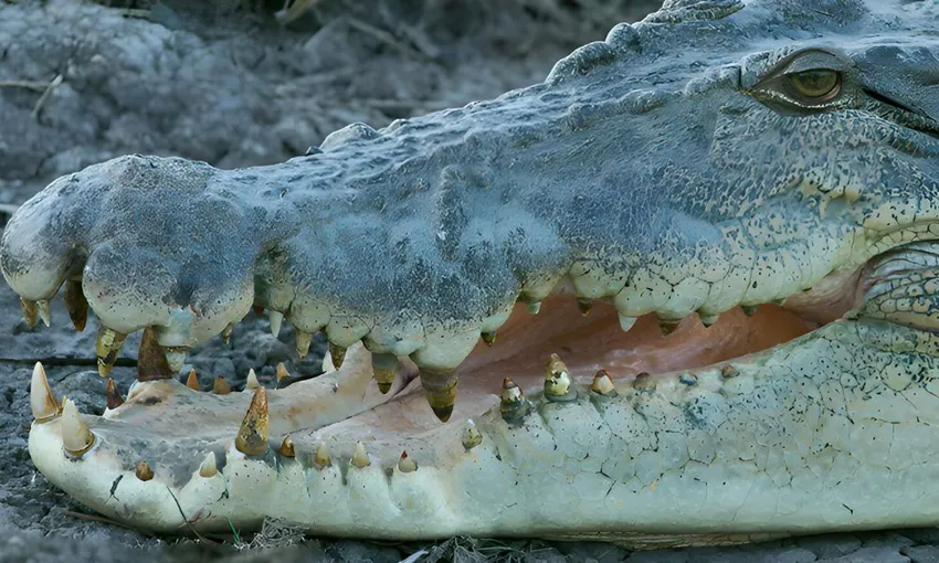 Wetland Wildlife Seasonal Sunrise Cruise, 2 Hours