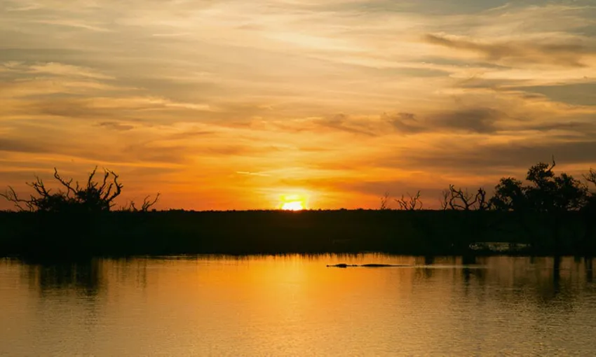 Wetland Wildlife Seasonal Sunrise Cruise, 2 Hours