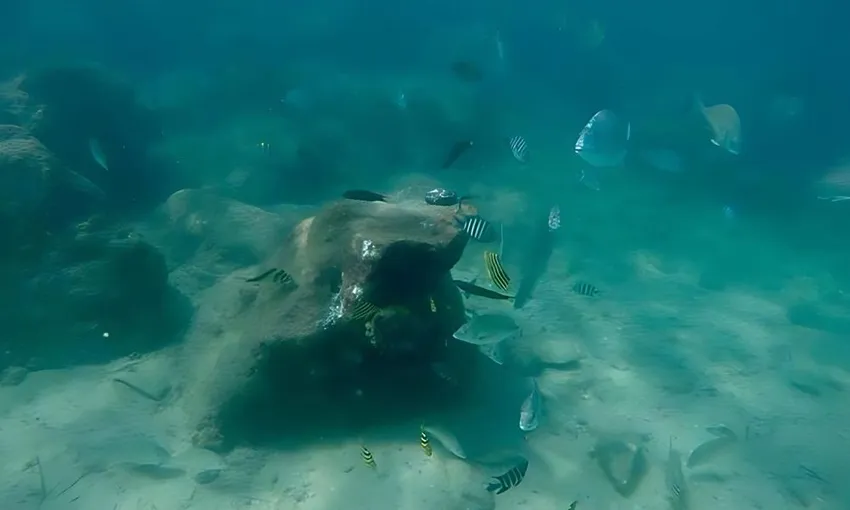 Cook Island Certified Scuba Diving with Turtles 