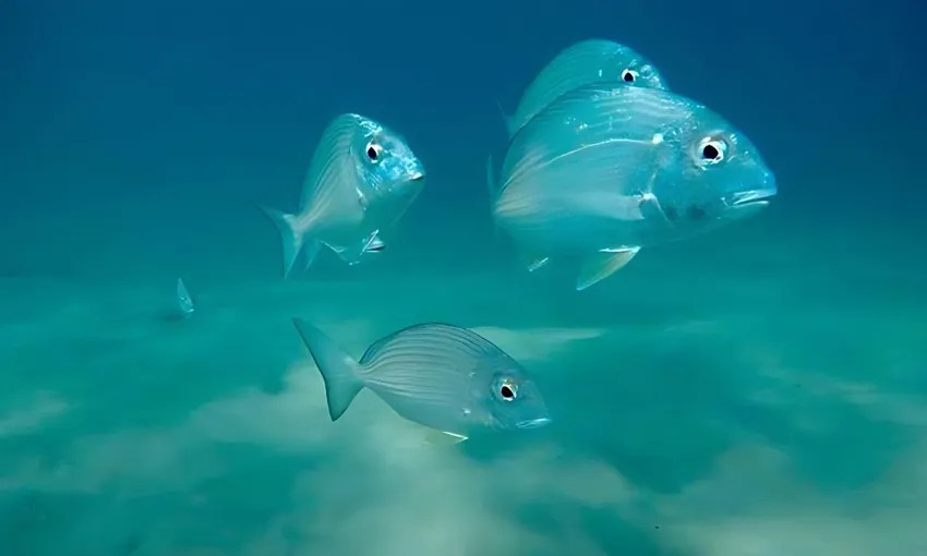 Cook Island Certified Scuba Diving with Turtles 