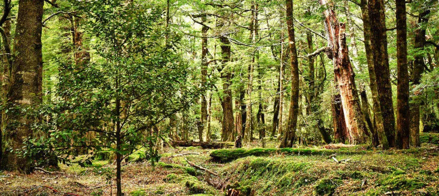 Glenorchy Lord of The Rings Tour - Book Now | Experience Oz