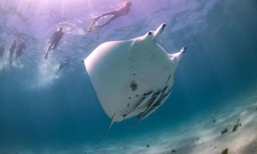 Ningaloo Reef Swim with Manta Rays, Full Day Snorkel Tour