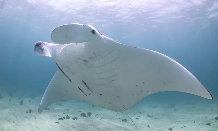 Ningaloo Reef Swim with Manta Rays, Full Day Snorkel Tour