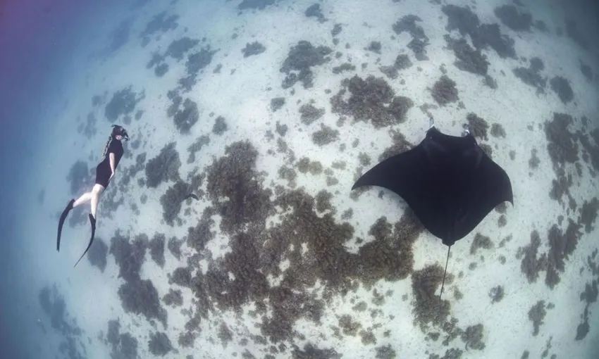 Ningaloo Reef Swim with Manta Rays, Full Day Snorkel Tour