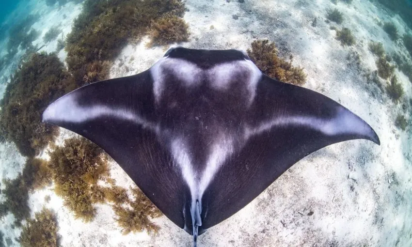 Ningaloo Reef Swim with Manta Rays, Full Day Snorkel Tour