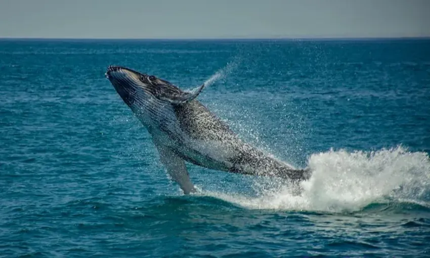 Ningaloo Reef Whale Watching, 3 Hours